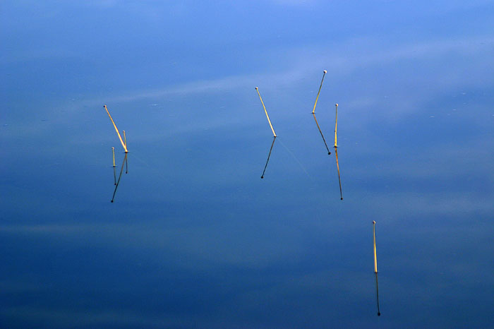 A small group of slender reeds poke up from a dizzying reflection of sky.